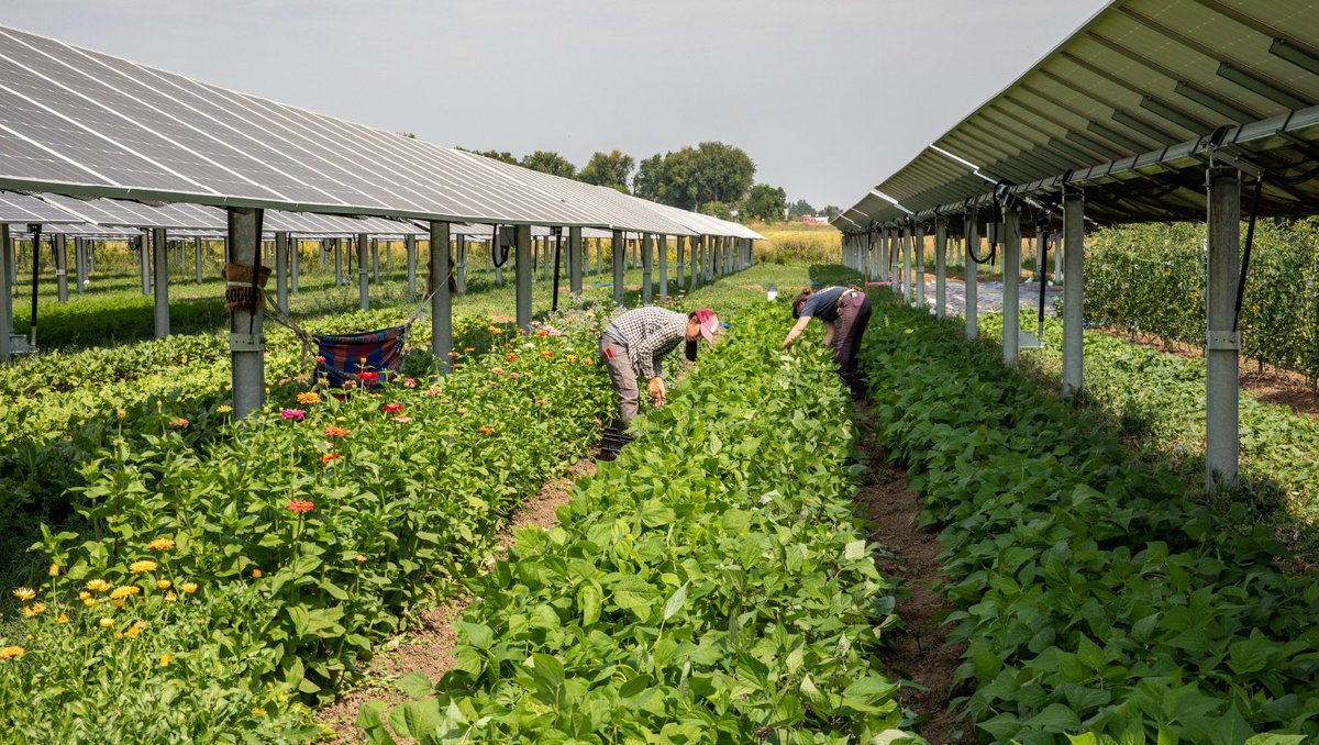 Did you know @jackssolargarden is the largest active research agrivoltaic site in the US? They’re living proof that #agrivoltaics is a viable option for #Americanfarmers!  Have a question about #dualusefarming? Reach out to us — we enjoy sharing our knowledge!