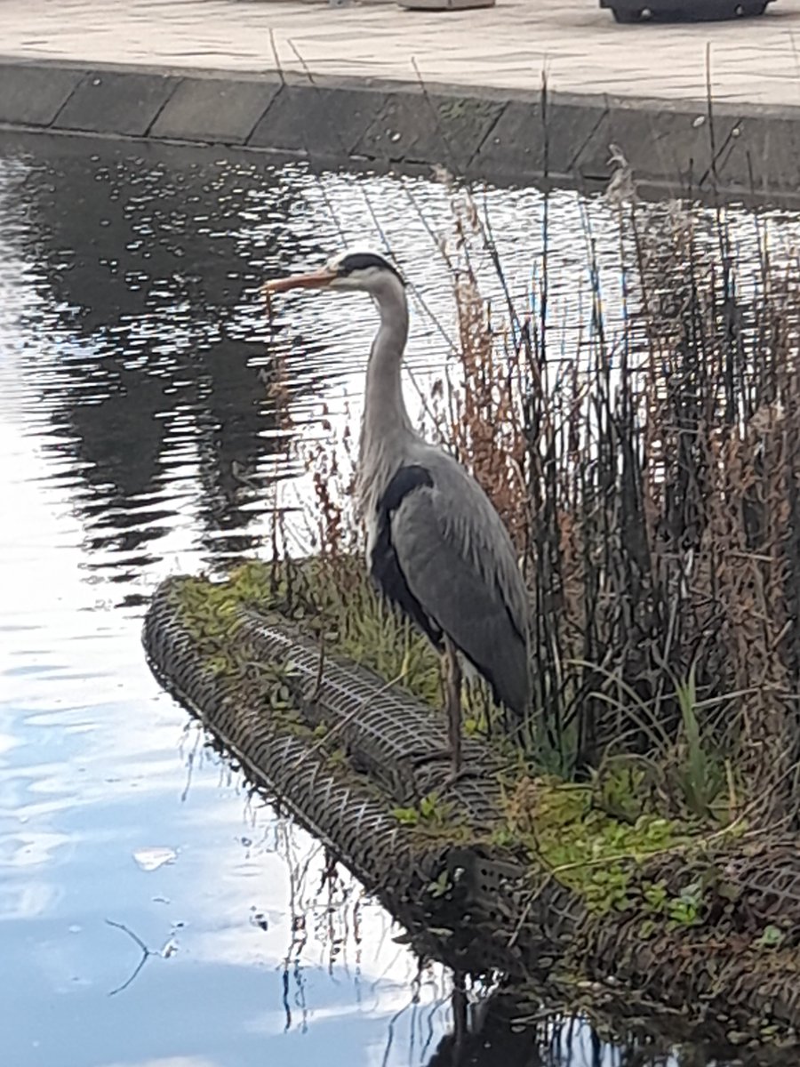 <a href="/UniofLeedsHeron/">UniofLeeds_Heron</a> spotted! watching the ducklings from afar 🤔🤔🤔