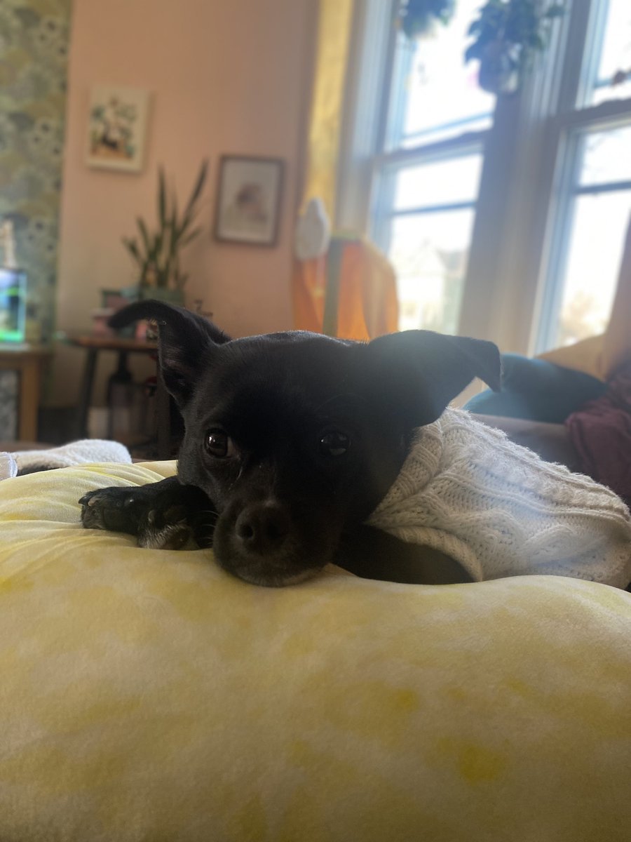 Diaphera's tweet photo. Every day I beat my dog (put on his anxiety sweater) and make him gruel for breakfast (scrambled eggs) and lock him away from his dear friends (stop him from breaking into the neighbors yard) and refuse to let him drink (from my latte) https://t.co/oTSZrOh1fy
