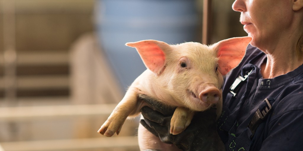 NPPCWPX's tweet photo. In 2021, more than 66,000 U.S. pork producers marketed 140+ million hogs valued at over $28+ billion in gross cash receipts. #PorkFacts #PorkIndustry 🐖 https://t.co/Bwya8BRP1i