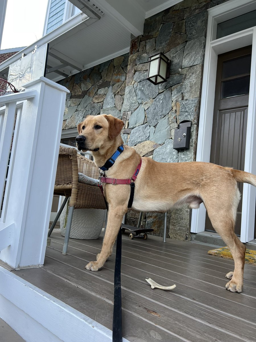 LabRescueLRCP's tweet image. Are you the Most Interesting Person in the World? Scout thinks so too! 3-yo Scout is ISO an active family in a SFH w phys fence. Good w dogs; would do well w a playful sibling. U/k w cats (but ignored them at the vet!). Kids 10+. Apply lab-rescue.org/adopt