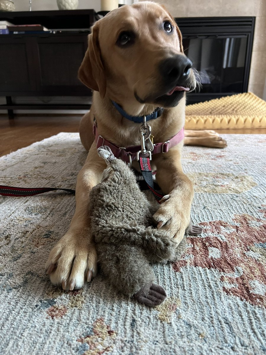 LabRescueLRCP's tweet image. Are you the Most Interesting Person in the World? Scout thinks so too! 3-yo Scout is ISO an active family in a SFH w phys fence. Good w dogs; would do well w a playful sibling. U/k w cats (but ignored them at the vet!). Kids 10+. Apply lab-rescue.org/adopt