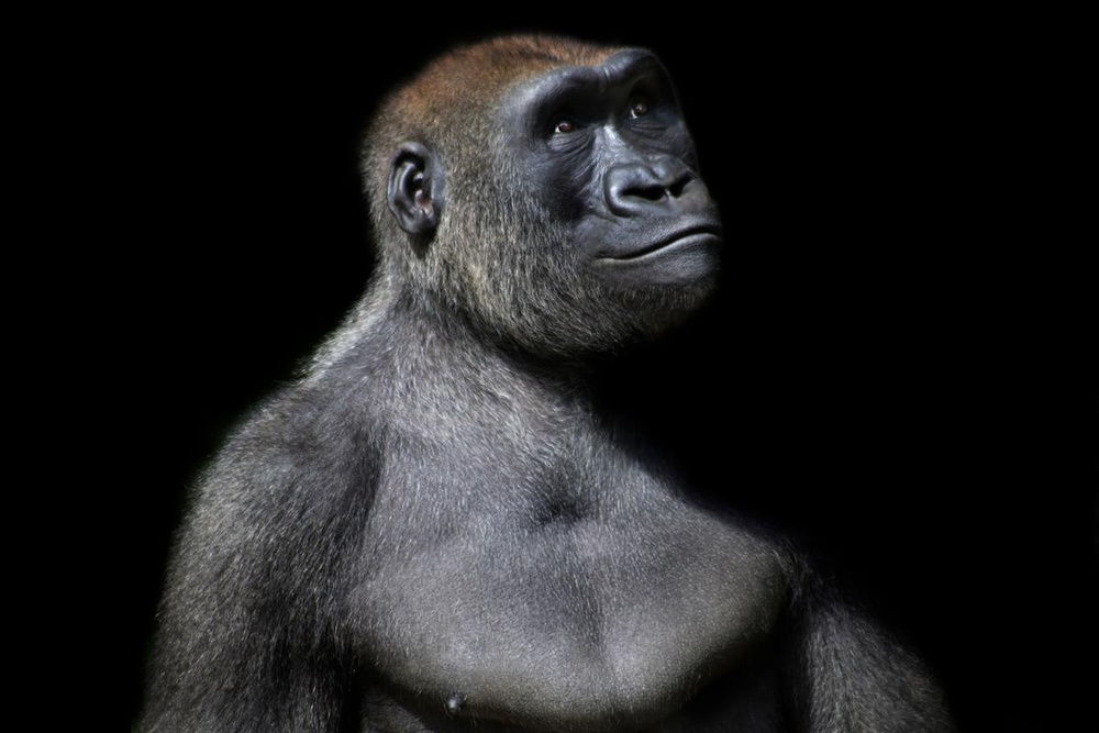 PurePhoto's tweet photo. Animal Kingdom Series by Michael Duva. Duva prides himself in not restraining the animal or disturbing its environment in order to make art.
#purephoto #photographylovers #photographyart #photographyoftheday #art #artist #artwork
https://t.co/KgXhkJICjm https://t.co/OFZgStaFBR