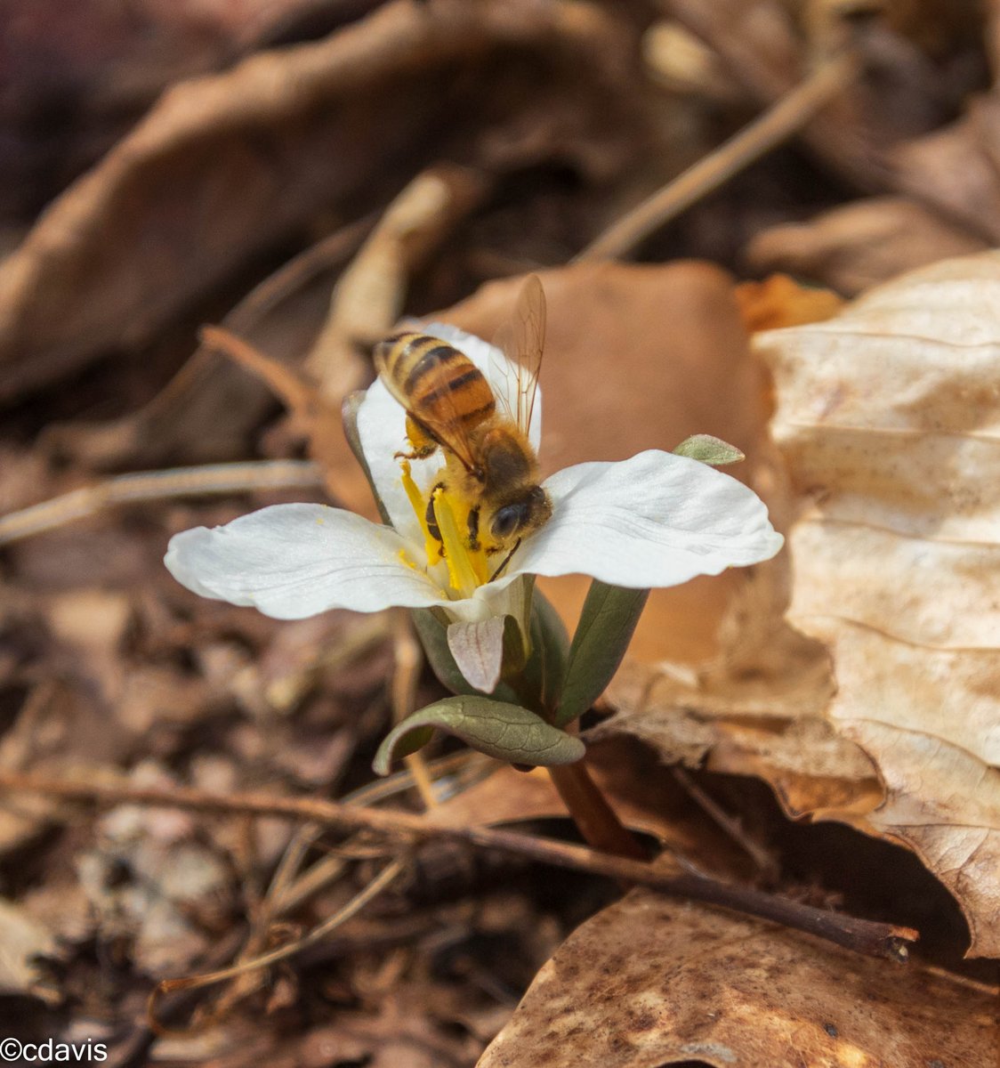 Snow trillium last week.  Pollinator for scale.  <a href="/Bowmans_Hill_WP/">Bowman's Hill Wildflower Preserve</a> #Ephemerals #wildflowers #NaturePhotography