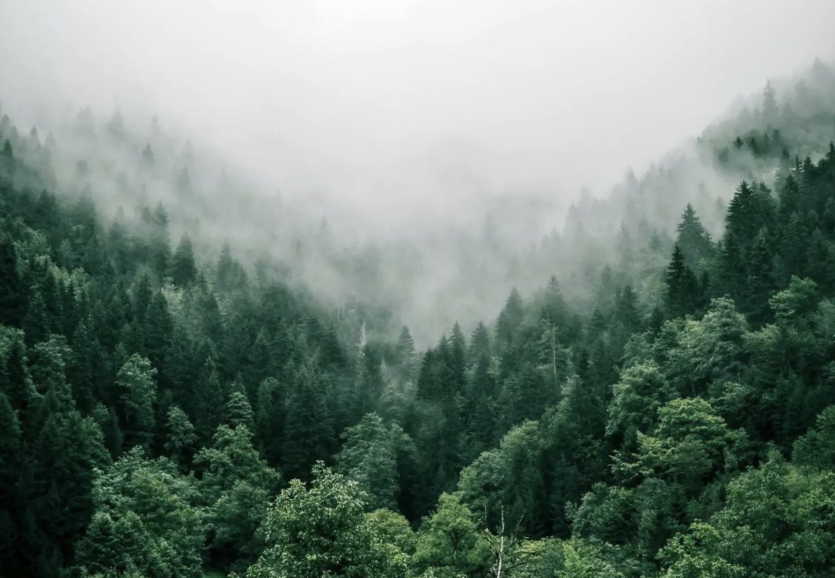 Forest carbon is a critical tool undergoing continual evolution and improvement: here are 5️⃣ reasons why this will continue in the year ahead.

🔗  weforum.org/agenda/2023/01…
via <a href="/wef/">World Economic Forum</a>