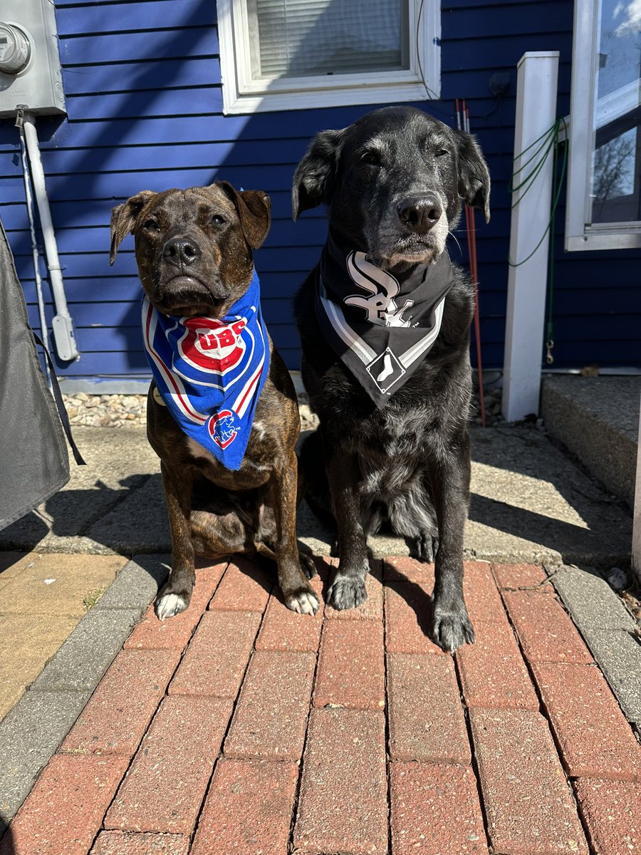 Game faces! ⚾️ Happy Opening Day! ⚾️ 💙🖤#rosieandriley 

#OpeningDay #GoCubsGo #GoWhiteSox #BaseBall #dogs #dogsontwitter #dogtwitter @Cubs @whitesox #ballislife #dogsoftwitter