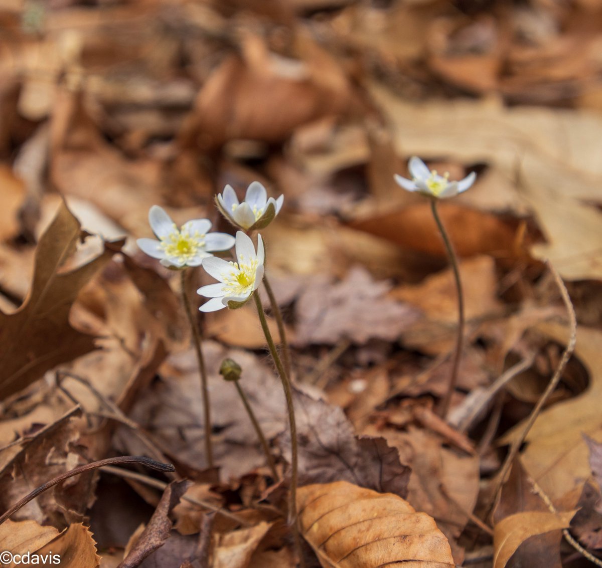Hepatica in bloom last week (probably round-lobed).  <a href="/Bowmans_Hill_WP/">Bowman's Hill Wildflower Preserve</a> #wildflowers #Ephemerals #NaturePhotography