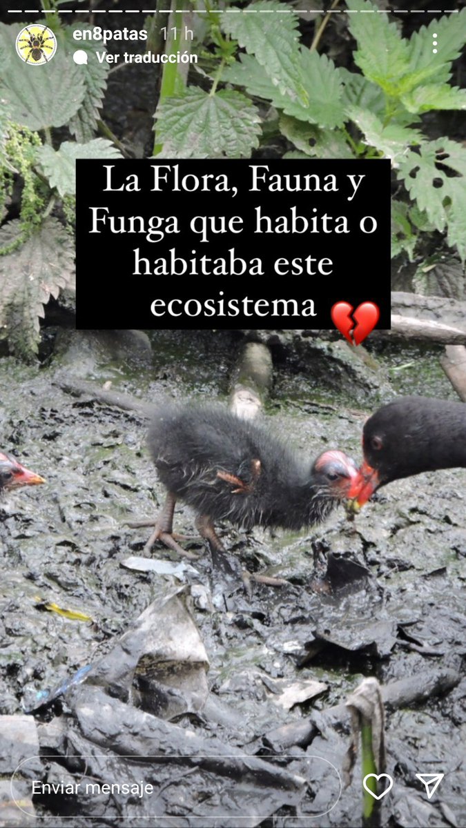 acosta_natha's tweet photo. @CAR_Cundi @Ambientebogota @colinita @humedalesbogota @Engativalcaldia El Daño al humedal es terrible!! Animales desorientados. Aves con sus crias tratando de sobrevivir en medio de las maquinas... lo permitido fue devastador!!! . Les dejo algunas imagenes para que puedan ver sin lugar a duda el daño ambiental causado. https://t.co/2epynftX6V
