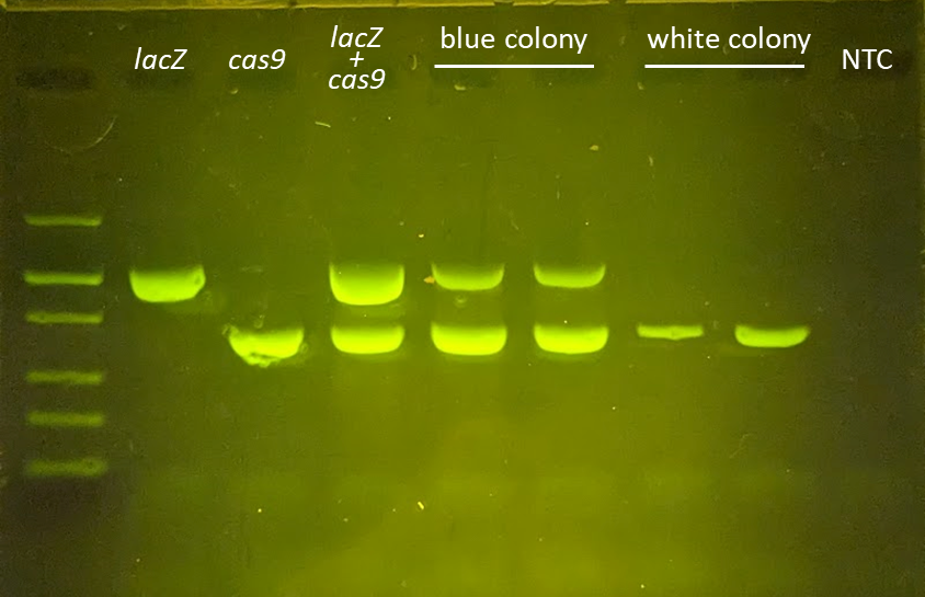 It's so much fun to genotype CRISPRed bacteria, innit?
#knockout #Crispr #genetargeting