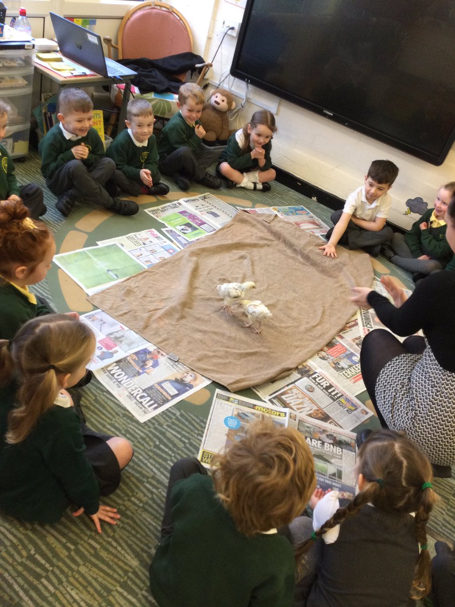 Today we had some very special visitors in Reception class! We had lots of fun learning about the chicks, gently stroking them and feeding them ‘chicken crumb!’ The children were amazing and made sure the chicks were happy and safe 🐣😀👏 #EYFS #Easter2023