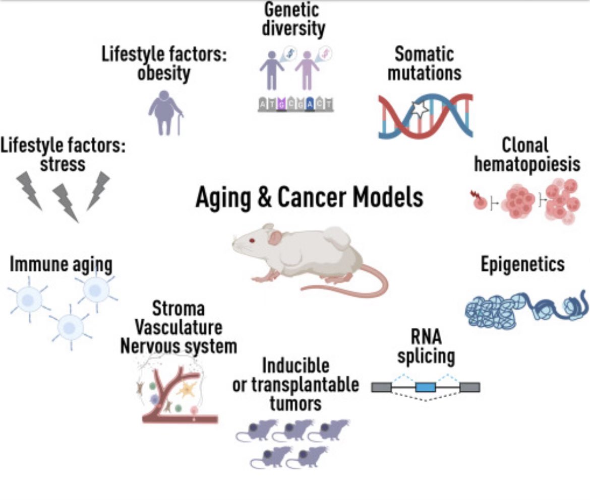Very timely perspective in @Cancer_Cell from @PaluckaLab & @jacksonlab colleagues (also @coussens_lisa @nellage et al): Challenges and opportunities for modeling aging and cancer cell.com/cancer-cell/fu…