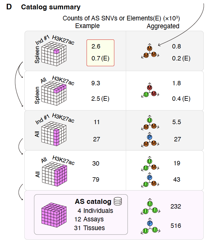 rozowsky's tweet photo. @MarkGerstein The data allows the determination of a catalog of >1M allele-specific variants. In turn, the catalog enables users to determine subsets of ENCODE regulatory elements particularly enriched in eQTLs &amp; GWAS
variants. https://t.co/eeKi4tKJwX
