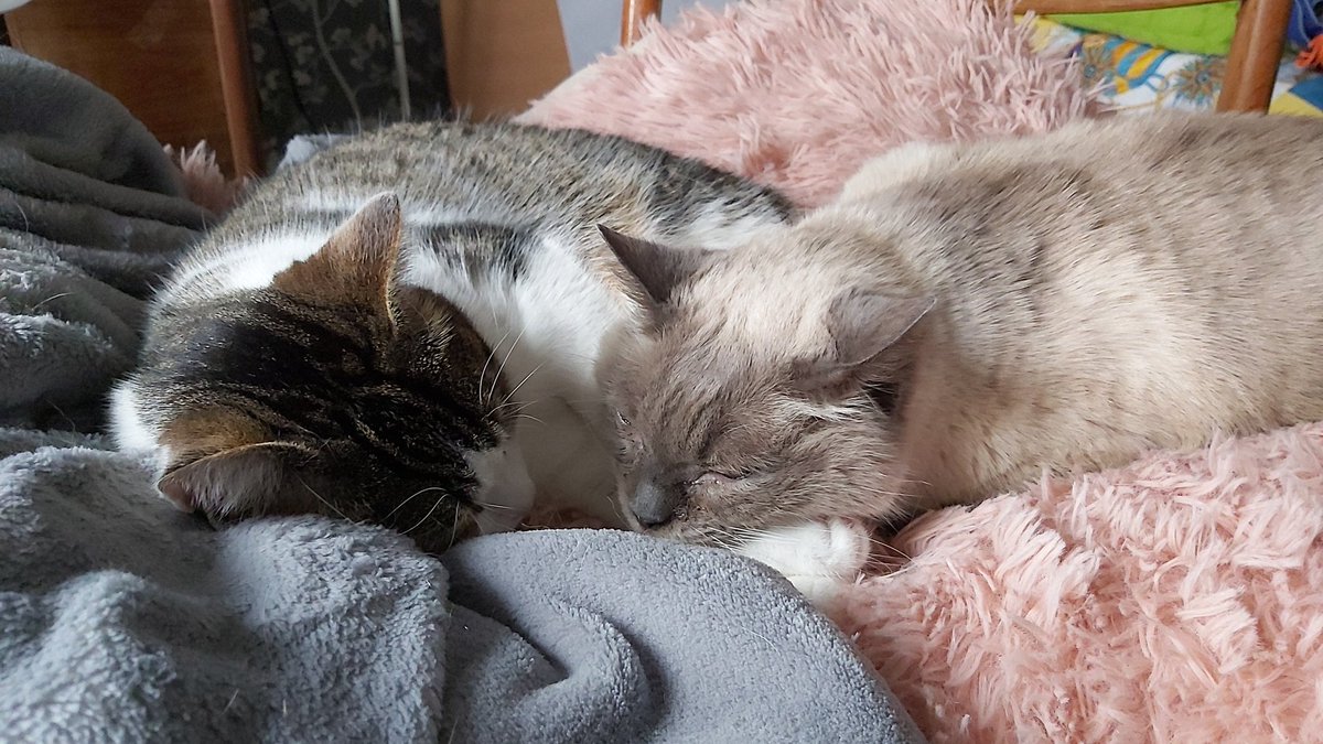 Orcinus_dorka's tweet photo. @j_quadrifrons Hi from my babies, hope you feel better soon! https://t.co/zn5UabI0pj