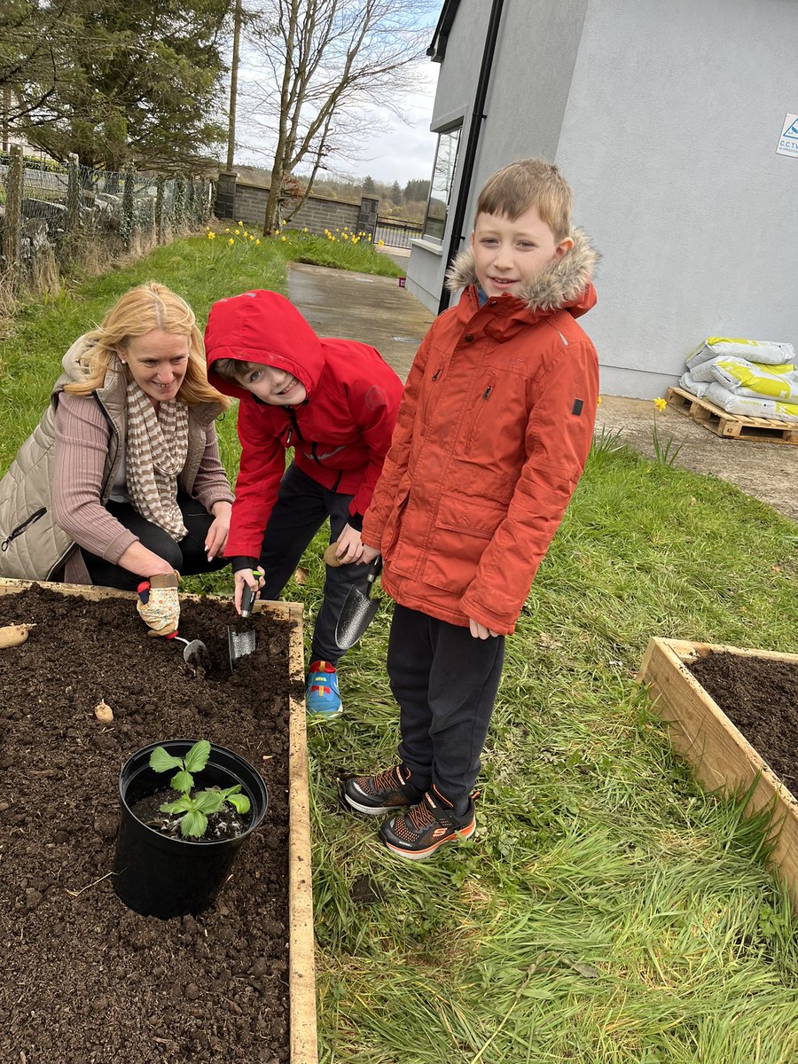 Great work planting potatoes and strawberries from the Incredible Edibles in our new school garden! @AgriAware @Quickcrop  #incredibleedibles