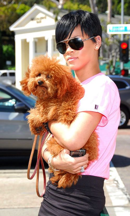Queen <a href="/rihanna/">Rihanna</a> loves poodles too. ❤️

🐾: #HausofPoos x #Rihanna 🙏🏽