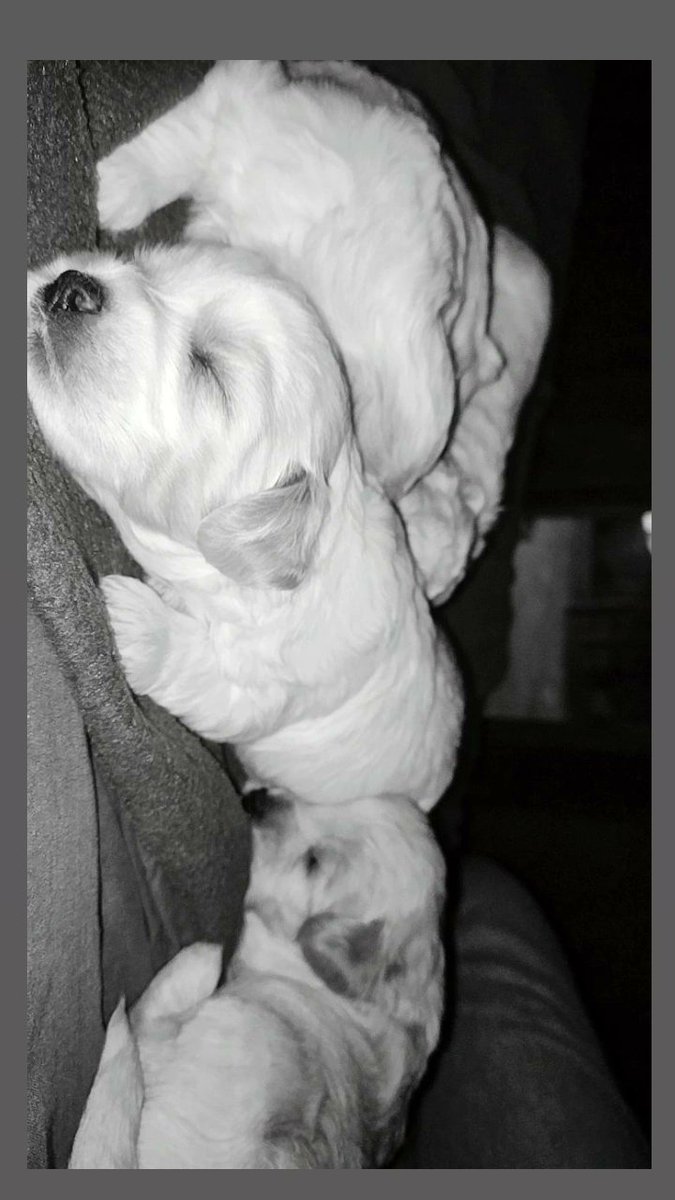 🐶♥️🐾