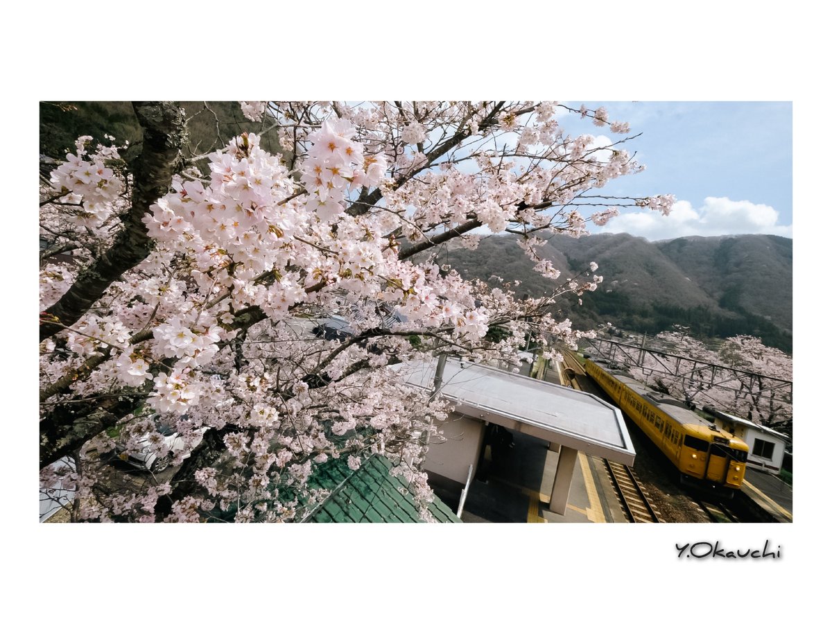 桜と「末期色」

末期色と呼ばれてあまり好かれていなかった印象の瀬戸内地域色115系ですが、気づけばかなり見慣れてきた感じがします。自然豊かな場所が良く似合う車両です。

 #fujifilm  #xt2  #xf1024  #伯備線
