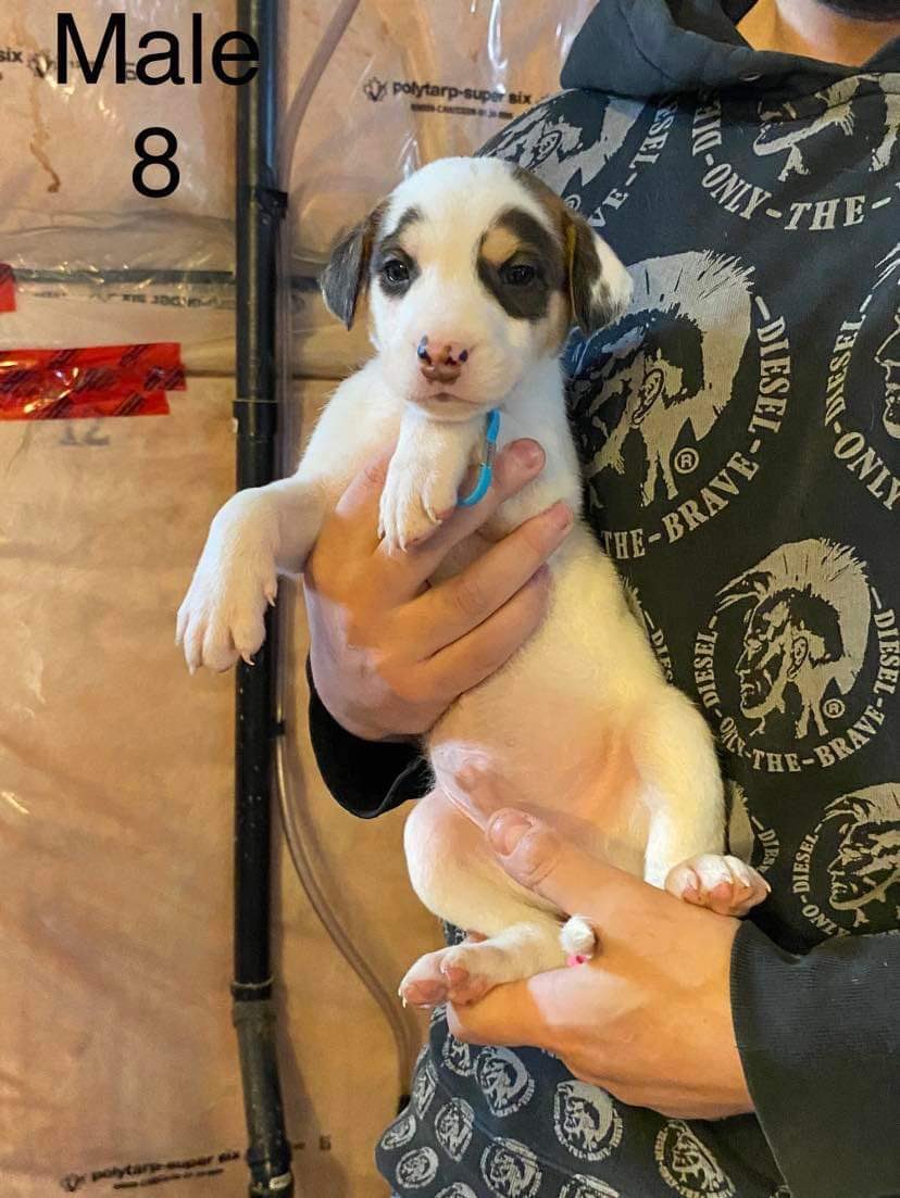 Ferndale Public School puppy name pick for today is...OREO! Oreo loves his name! Thank you so much Mr. Snider's Grade 4/5 class.  One more name to go!@Ferndalerocks 

Watch for Oreo's bio coming soon on our website.
niagaradogrescue.com/meet-our-dogs.…