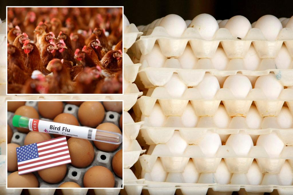 New York Post on Twitter "Egg producer CalMaine Foods’ profits surge