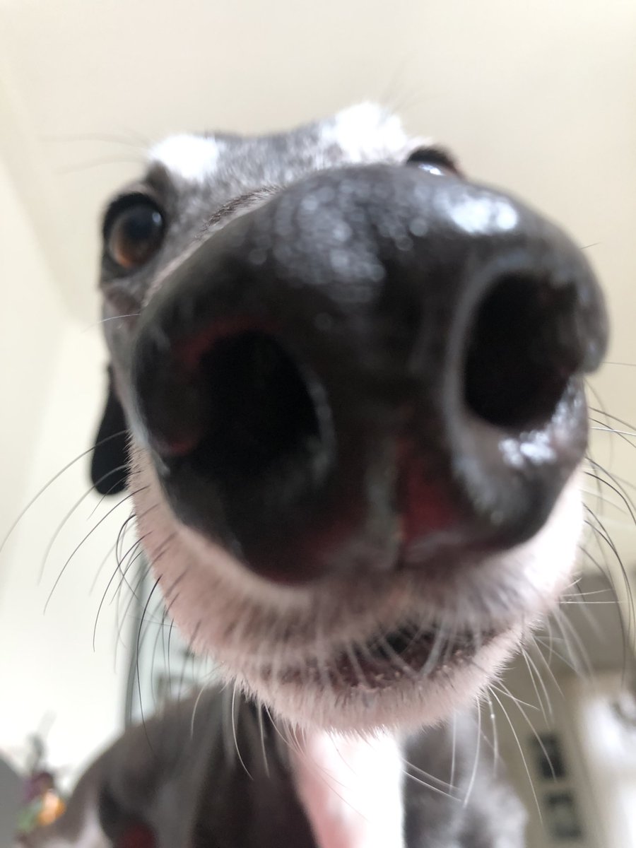 Chico2co's tweet photo. Snoooooot #greyhound https://t.co/y1DOS52gzB