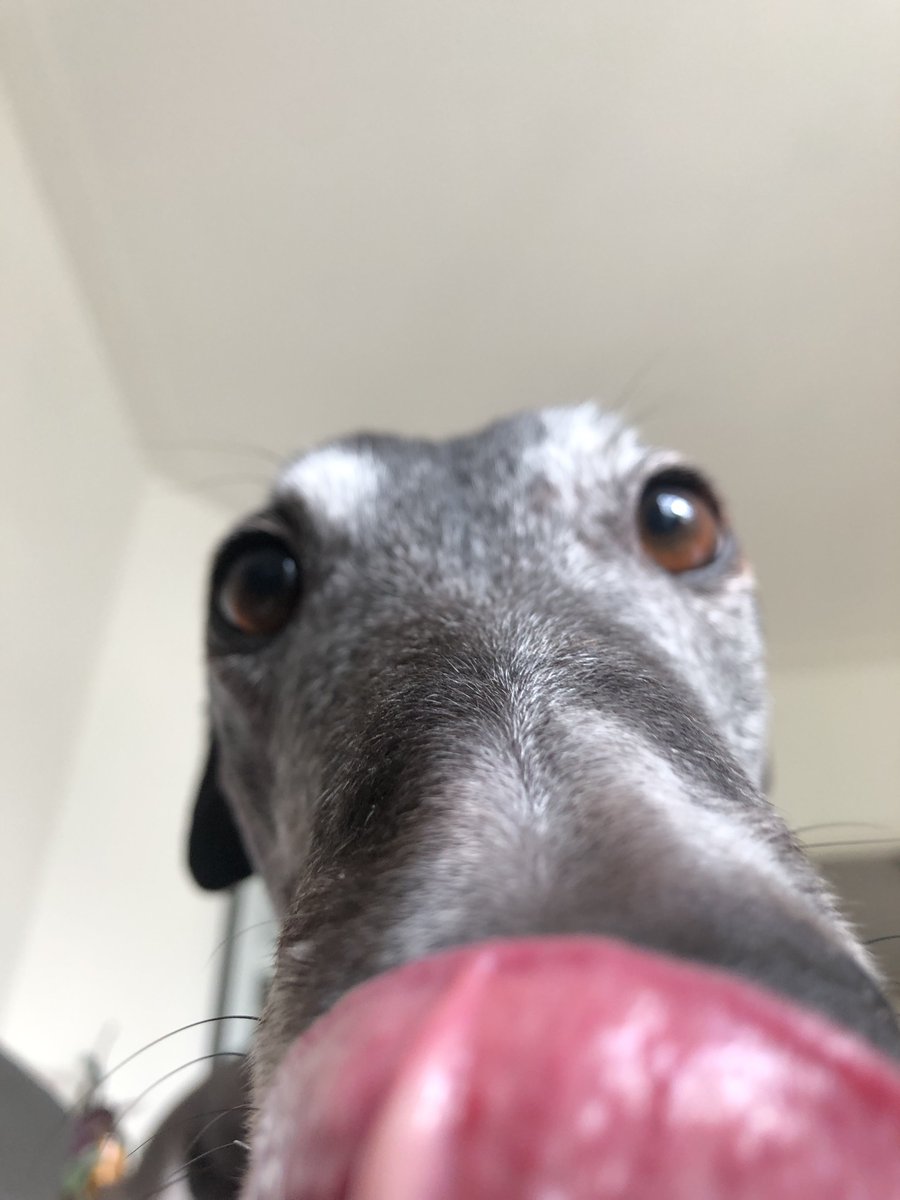 Chico2co's tweet photo. Snoooooot #greyhound https://t.co/y1DOS52gzB