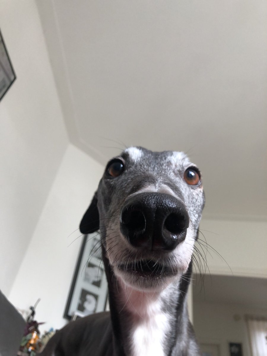 Chico2co's tweet photo. Snoooooot #greyhound https://t.co/y1DOS52gzB