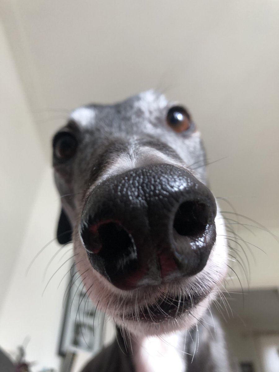Chico2co's tweet photo. Snoooooot #greyhound https://t.co/y1DOS52gzB