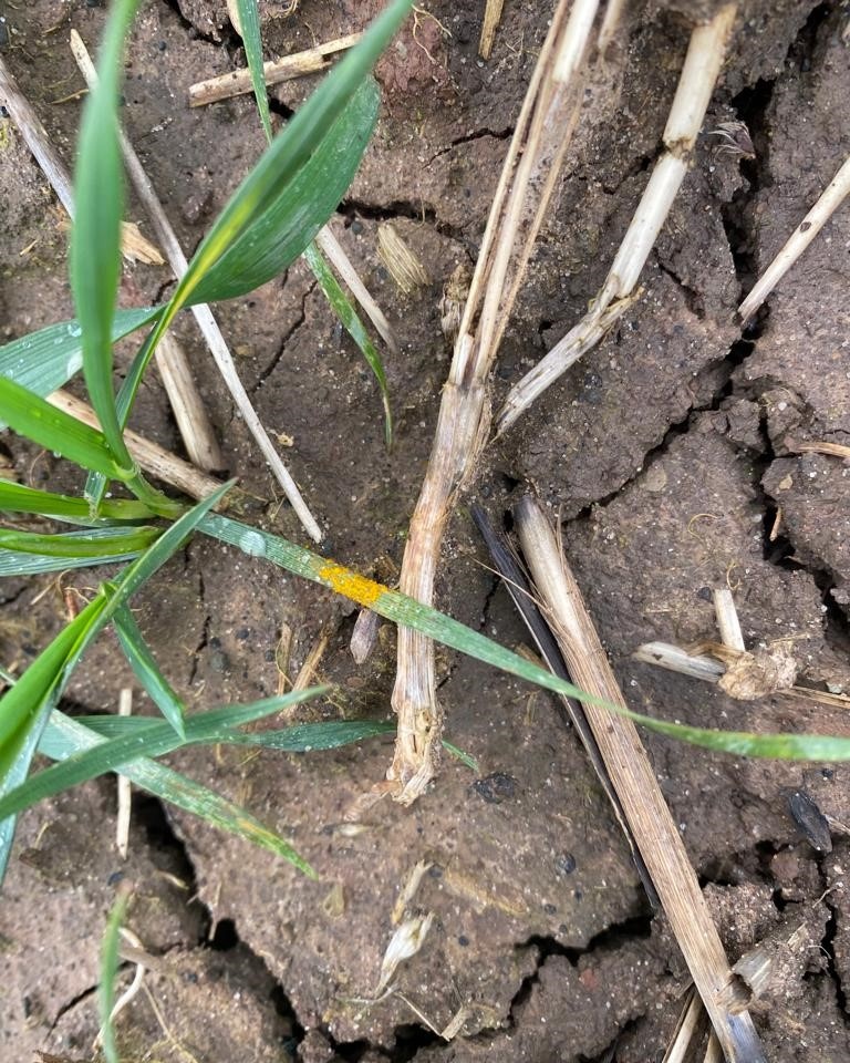 Whilst the earlier cold weather held back rust infections these are now starting to show again across the region.
#EastMidsAgronomy