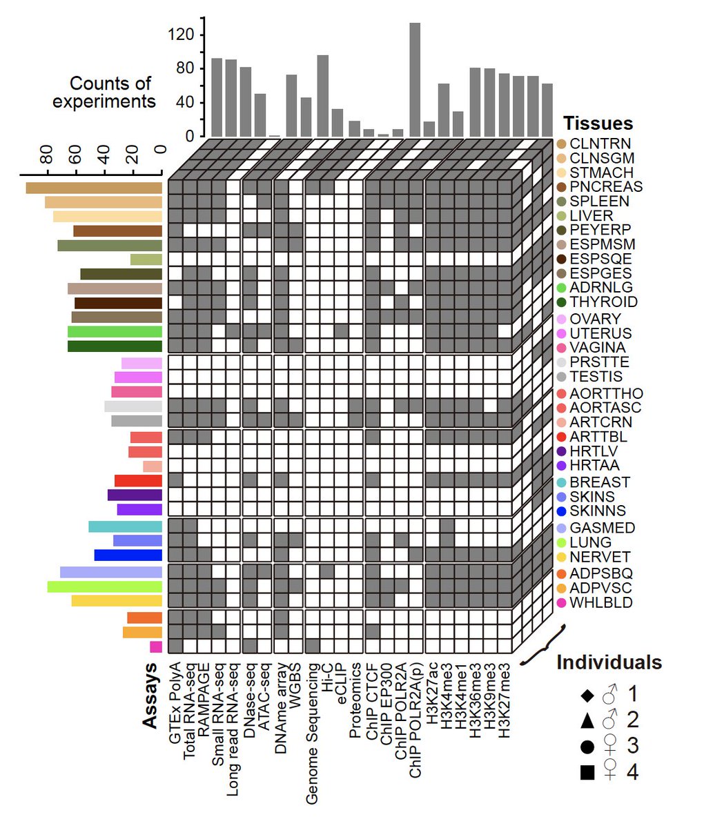 rozowsky's tweet photo. @MarkGerstein EN-TEx includes rich functional genomics data (RNA-seq, ChIP-seq, Hi-C etc) on ~30 tissues in 4 GTEx individuals, > 1500 experiments  in total. All mapped to high quality personal genomes, based on long-read sequencing. https://t.co/FVz1EijMds