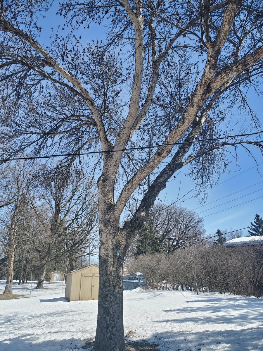 Emerald Ash Borer (EAB) continues to spread and kill trees that haven’t been treated. The City of Andover has an ash injection program to help save healthy trees. Contact Kameron at the k.kytonen@andovermn.gov to evaluate your Andover, MN trees. 
#AndoverMN #EmeraldAshBorer