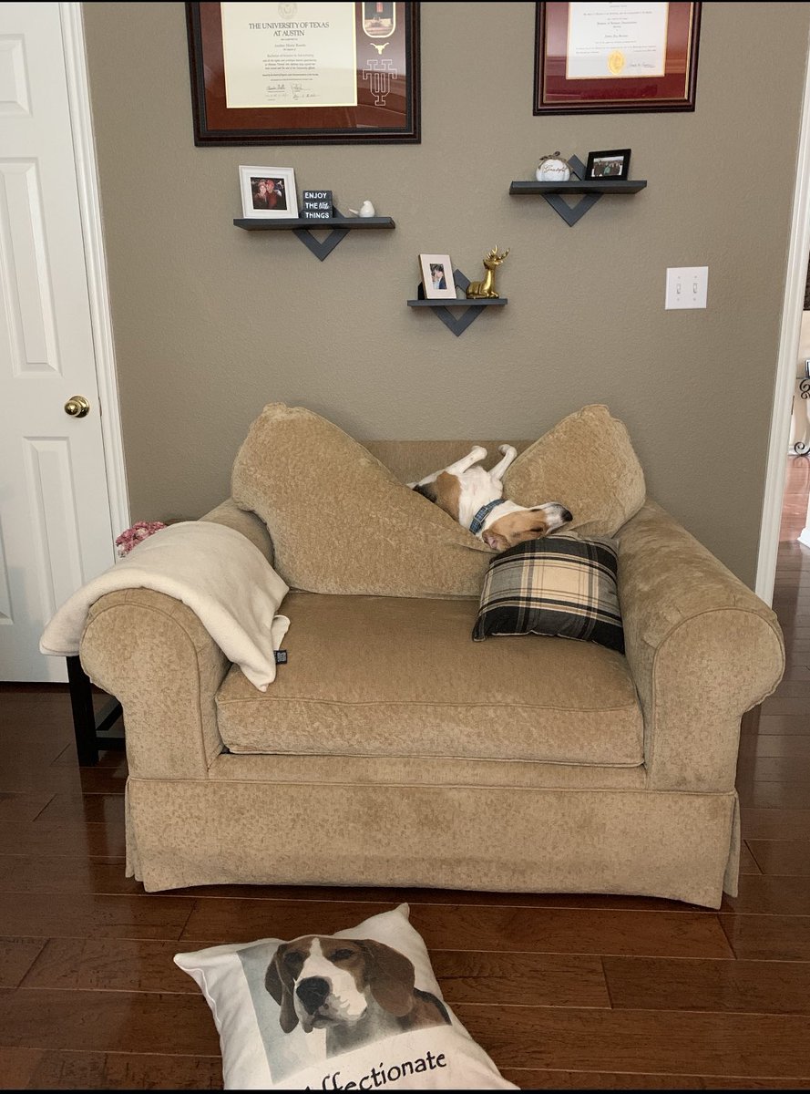 TheBoomerBeagle's tweet photo. Tell me you have it made without telling me you have it made. 
#Beagle Style https://t.co/sxBOJfgc2f