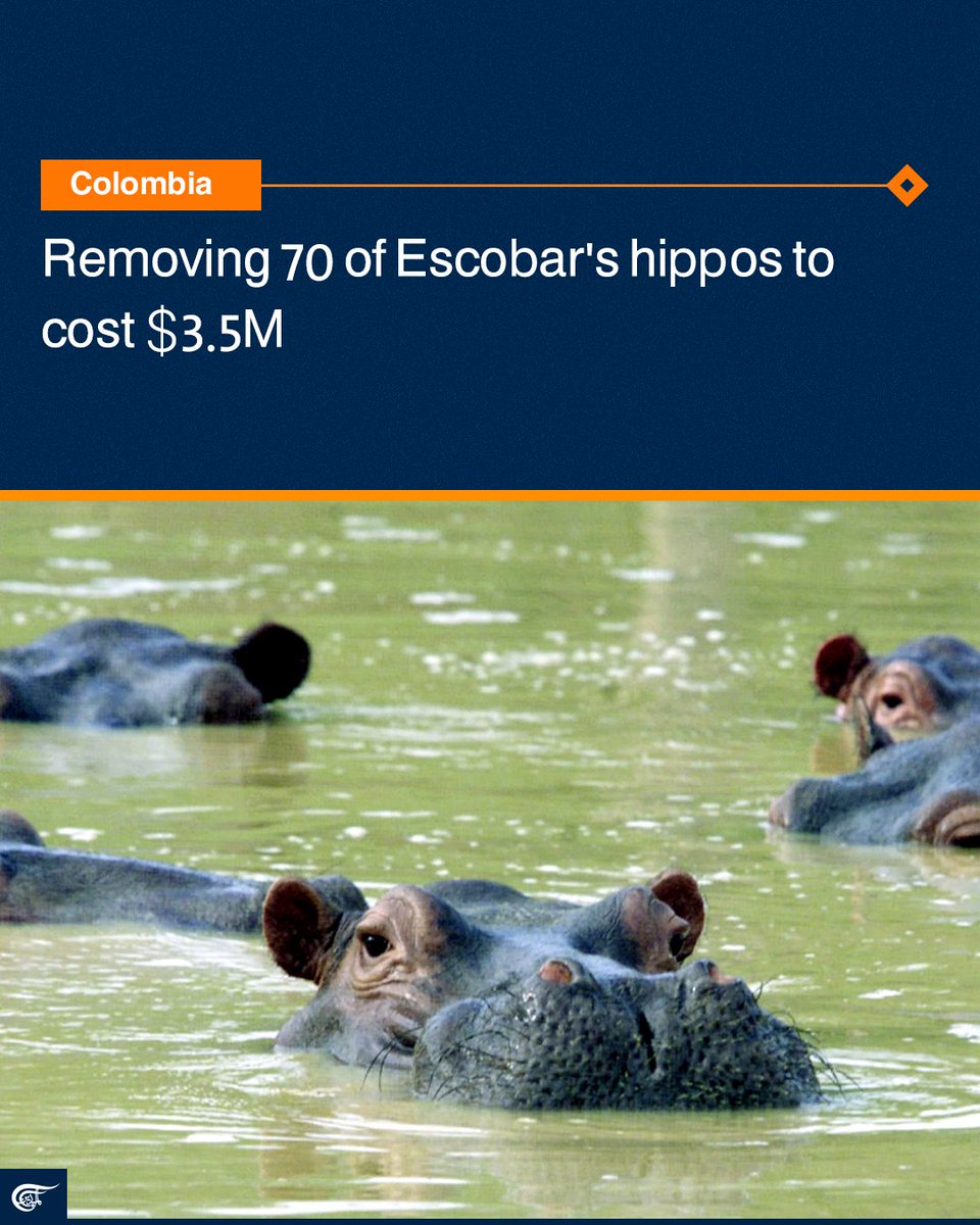 MayadeenEnglish's tweet photo. Authorities plan to catch and relocate nearly half of the notorious druglord's hippopotamuses in the coming months, with 10 going to the Ostok Sanctuary in northern #Mexico and 60 going to an unidentified facility in #India.

#Colombia 
#PabloEscobar https://t.co/wAN8VWvqu7