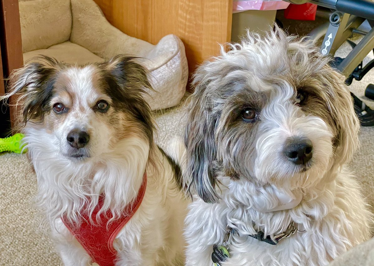 JillA @ChloeDeWoo & #FrankieDoodle too tweet media