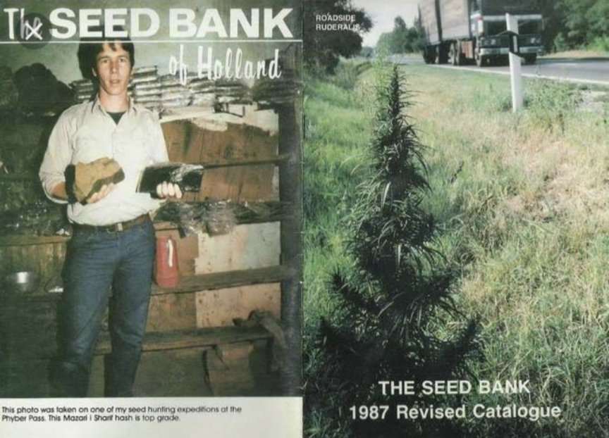 TempleGrower's tweet photo. RIP 4 years ago today to one of, if not the most influential breeders in #Cannabis, Neville Schoenmakers. W/o him there is no Sensi, Greenhouse, Sagarmatha, Mr. Nice, etc.. #Respect #RestInPower
#NL5Haze #EarlyPearl #HazeA #HazeC #JackHerer #SilverHaze #FourWay https://t.co/ZZTiX3flwB