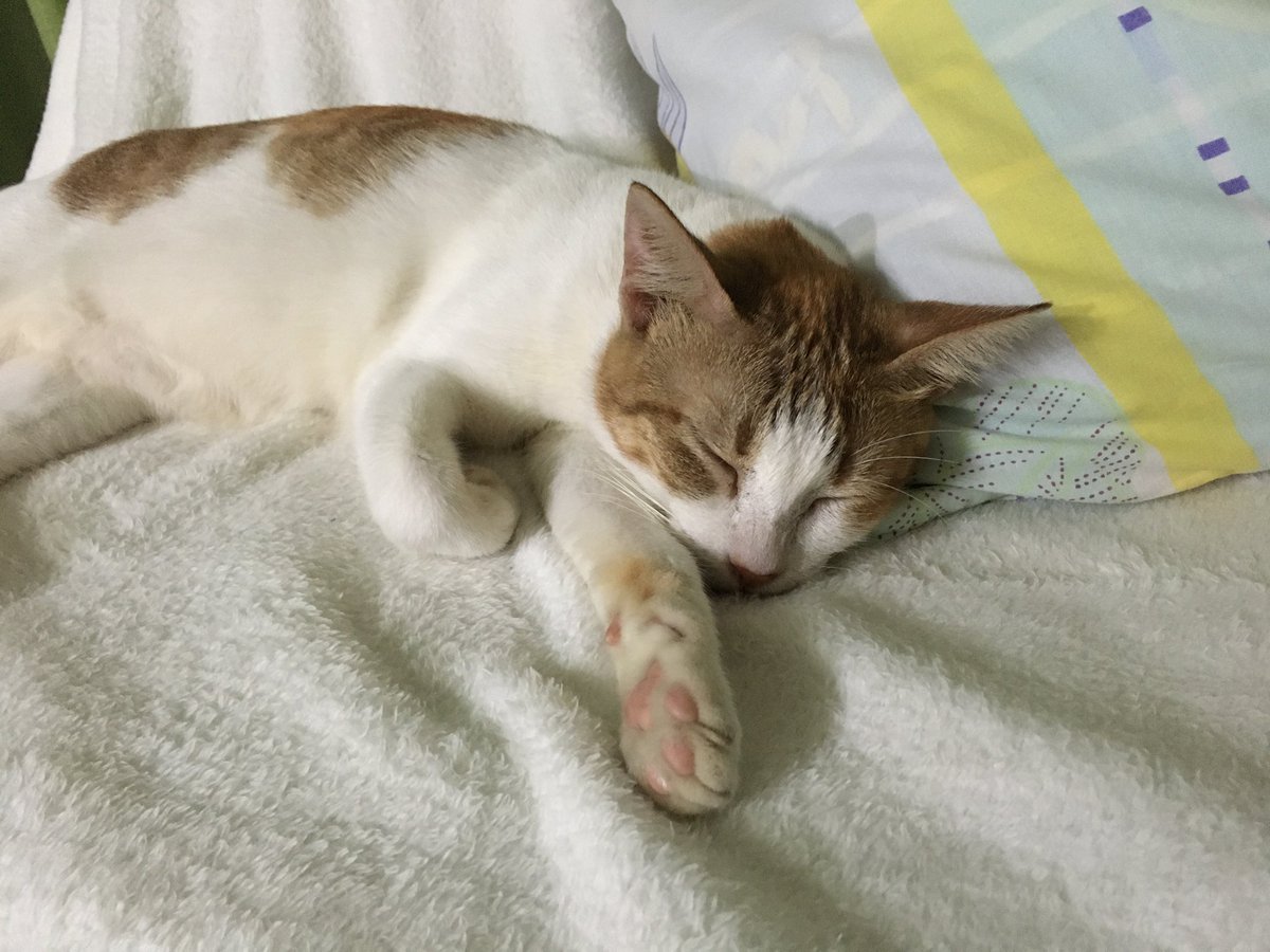ngyawnic's tweet photo. Goodnight, goodnight
My sweet little one
Tomorrow your eyes
They will light up the sun
But goodnight, goodnight
Sweet dreams for now
Drift off to sleep
On your pillow of clouds
Goodnight, goodnight
My sweet little friend
Tomorrow's adventures
They will soon begin https://t.co/oGDIDL8qyd