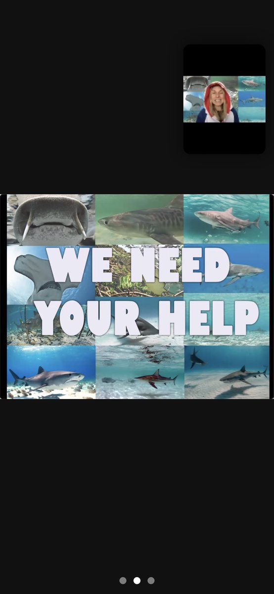 IWAonline's tweet photo. SHARKTASTIC learning with @sharkladyuk for @Sharks4Kids as our kindergarten students explore these amazing creatures and inquire all sorts of things! #research is #stem learning! https://t.co/xGpcZPEy8K