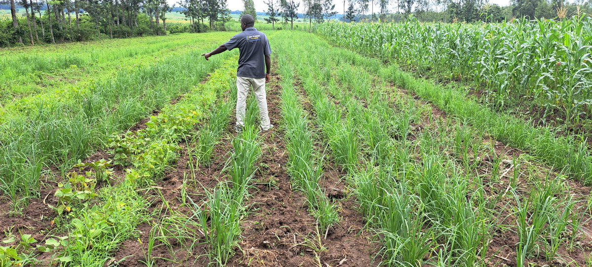 Boomitra tweet media