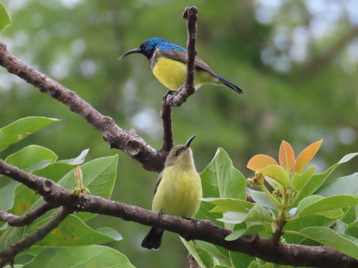WWWings2023's tweet photo. An old married couple...the #VariableSunbird pair in my garden. A rare moment of catching them in the same frame, as they have been building a #nest. More on that later.
#Zambia #BirdsOfTwitter #BirdsSeenIn2023 #birdwatching #TwitterNaturePhotography #Wildlife #BirdTwitter https://t.co/AQjZzztmem
