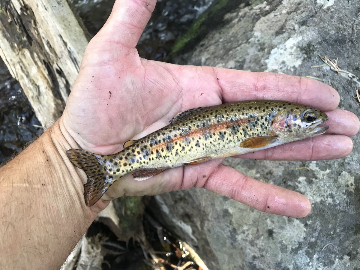 sciencewrighter's tweet photo. New species are often named after male scientists. This fish was named for the Winnemem Wintu tribe who "already had a name for the fish — a few thousand years before I did.” O. mykiss calisulat is taken from cali (beautiful) and sulat (trout). #CAwater #CAfish #CAtribes https://t.co/AAWzvbO2nr