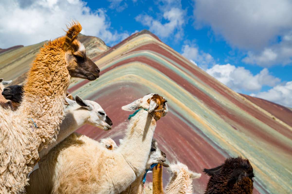 RondreisPeru's tweet photo. Ontdek de wonderen van Peru tijdens onze 18-daagse rondreis! Bezoek Machu Picchu, Colca Canyon, de Nazca-lijnen, de Amazone en nog veel meer. 

https://t.co/VEv38k41lR

#RondreisPeru #OntdekPeru #MachuPicchu #ColcaCanyon #NazcaLijnen #Amazone #Reizen #Avontuur https://t.co/fL8Q6E2Wkg
