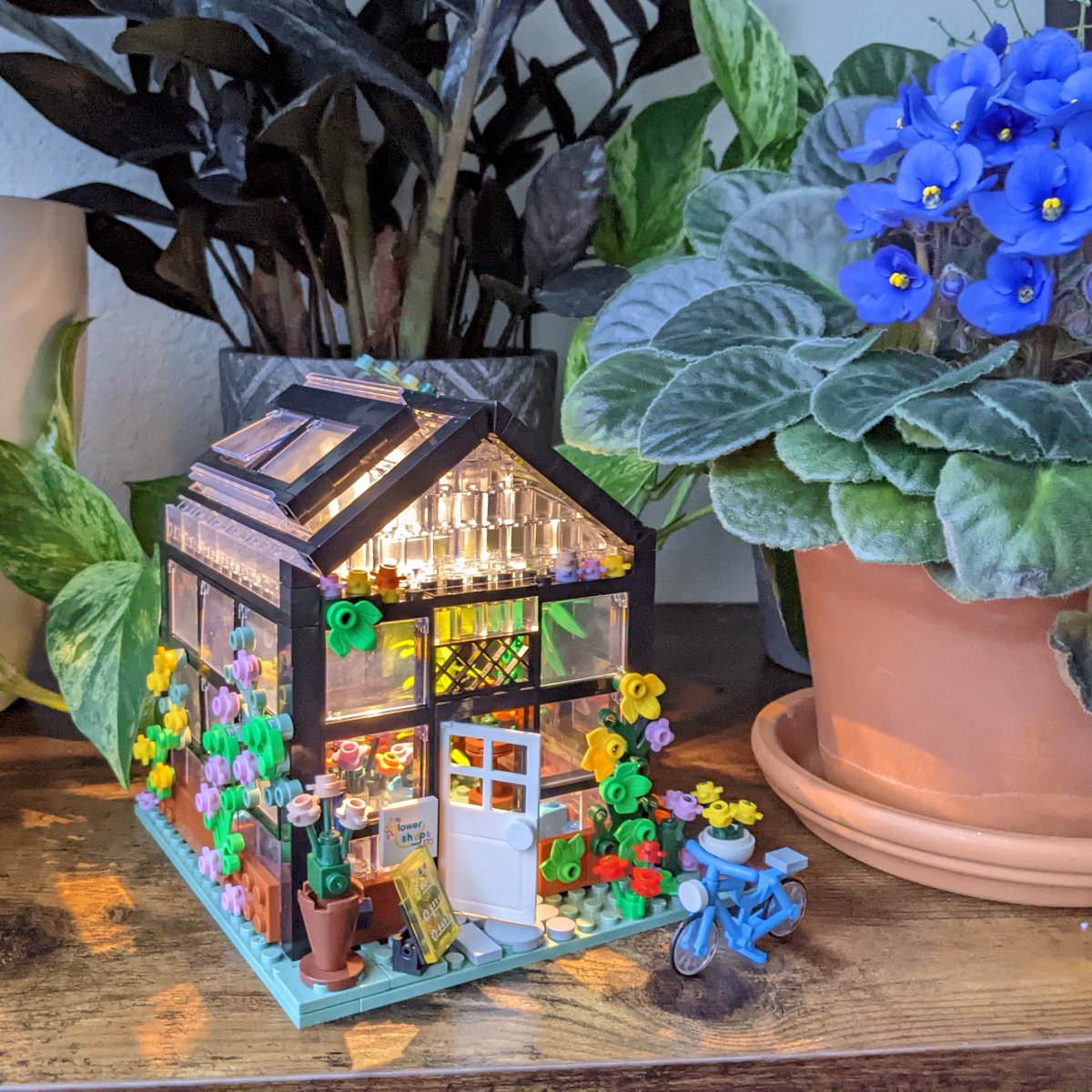HobbyistPlant's tweet photo. Absolutely in love with my mini greenhouse🌿 https://t.co/YDVgSVcP37