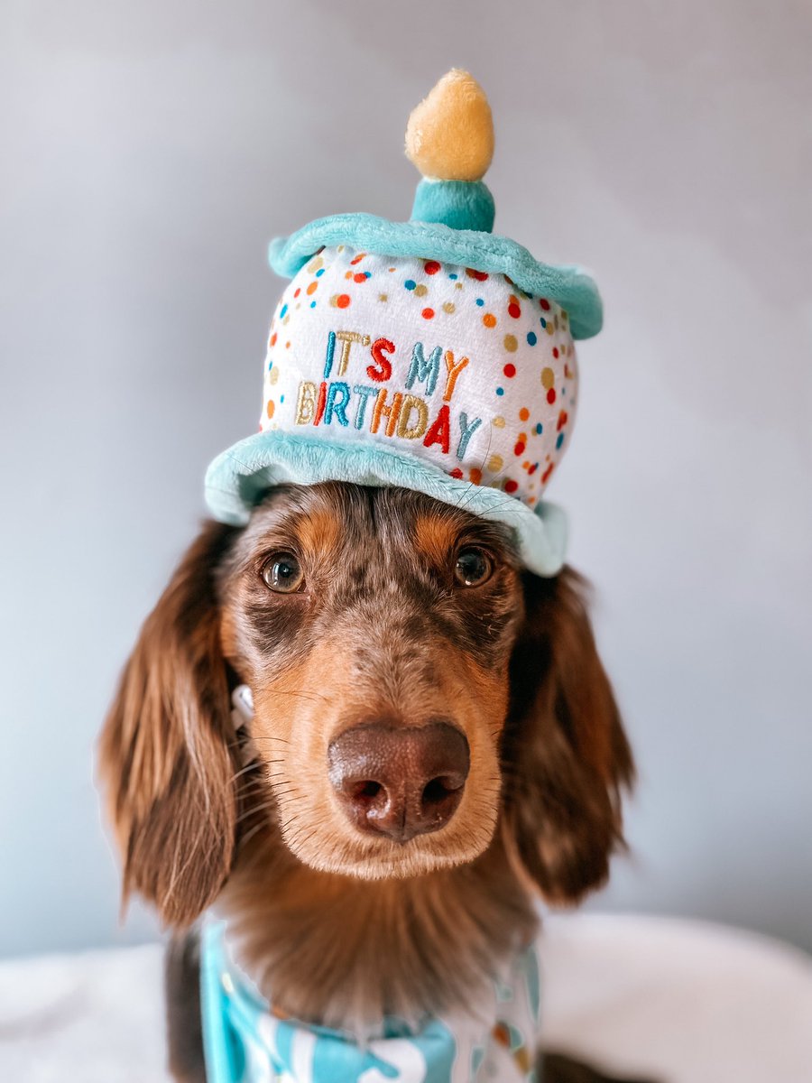 Happy 1st Barkday to me 🎉🩵 #dogsoftwitter #birthdayboy