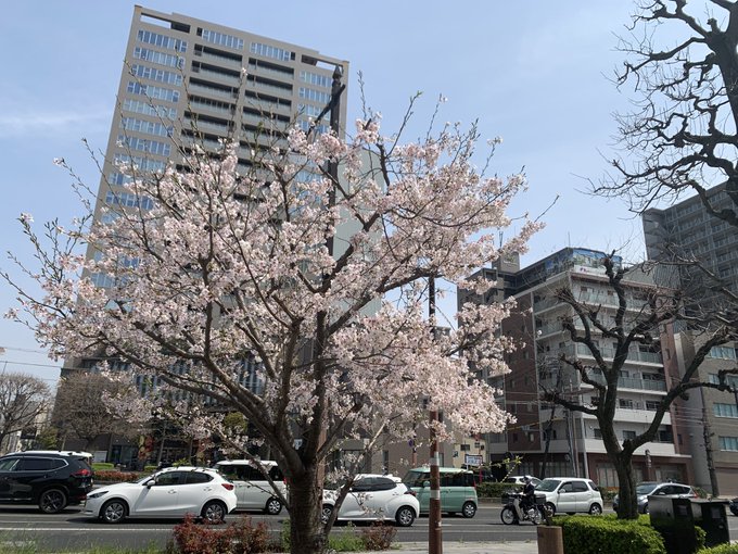 たった一本の桜も、遂に満開です❗️写す方向を変えて、別のタワマンをバックにしてみました😊ここだけ見れば、#推し武道　で大