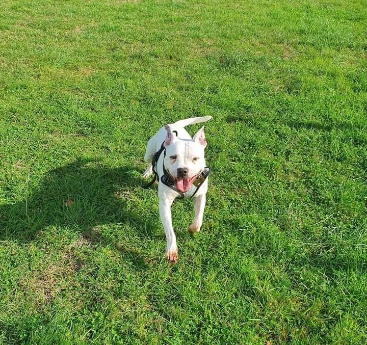 It is I, Zeus. I as been a busy boy today out on the hunt for new pawrents. I'm the youngster in the boys squad at SSC towers I'm only 9 years young! The aunties say im a very confident and people friendly boy. Can I get some RTs please ?? seniorstaffyclub.co.uk/adopt-a-staffy…