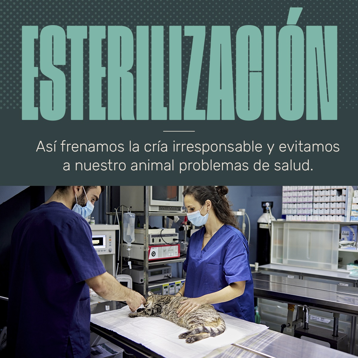 TenenciaPerros's tweet photo. Molta gent no té clar la diferència entre #esterilitzar i #castrar
Amb aquest article podràs esbrinar les diferències.
https://t.co/Wi0OelvdeA
#ClínicaVeterinàriaEbre #Prevenciódemalalties #EmergènciaVeterinària #espèciecanina #veterinàries #càncerdemama #càncertesticular https://t.co/jTi2HxHr1I