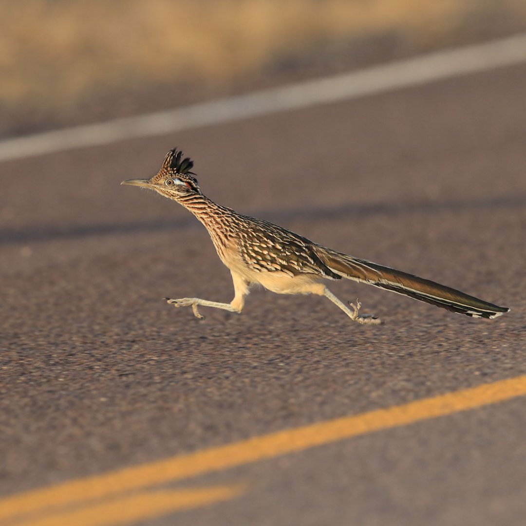 VisitABQ's tweet image. Breaking news: Albuquerque will soon be the first city in the world to install designated traffic lanes just for roadrunners! Your drive through the city will be a little cuter as you share the road with the beloved state bird. Beep beep! #TrueABQ