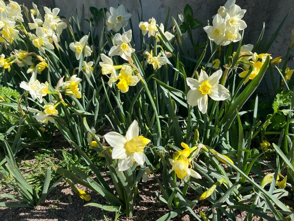 comuee's tweet photo. 🌺La primavera ja es viu a Escaldes-Engordany. 

Les flors embelleixen parcs i carrers i ens transmeten felicitat.

Espais més verds. Carrers més saludables.

#EscaldesEngordany
#Andorra 
#LlavorsDeSostenibilitat https://t.co/GaEgIYN8DT