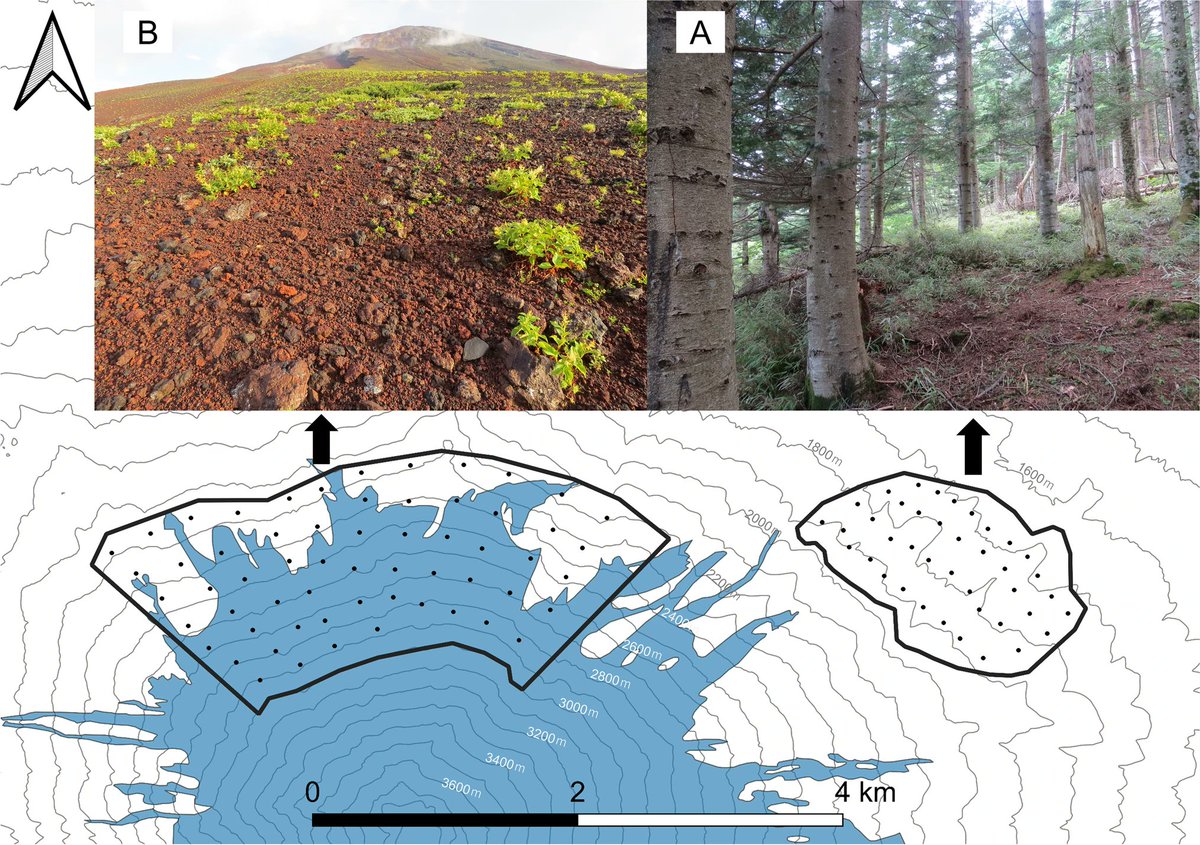 MammRes's tweet photo. Even species with different #diet preferences can come to overlap in their ecological #niches. In #Japan, native #deer and #serows are competing in #habitats that limit food resources: https://t.co/ARBIDTkrgf #ungulates #competition #elevation 🇯🇵🗻🦌🐐 https://t.co/zP0GhhImzk