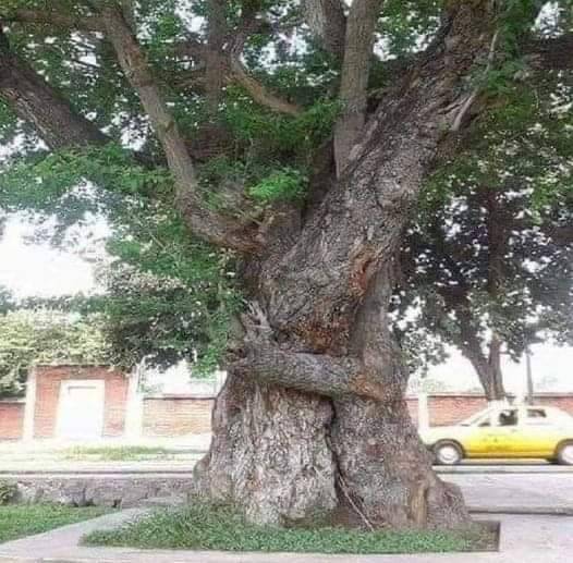 ApexSoil's tweet photo. At Apex Soil Solutions we love trees, and we've been known the HUG them too.

Whilst it's not one of our own photos we love these trees hugging

If you have a tree that needs a helping hand and ultimately a hug let us know

https://t.co/UBxkToOlZR

#hugatree #treehugger #trees https://t.co/GDCAHY46RS