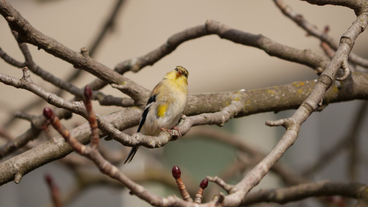 HumberArb's tweet photo. It's patchy goldfinch time! 
American Goldfinches are a dull brown during the winter but turn a vibrant yellow for spring and fall. Birds can't molt all of their feathers at once, so in early spring the goldfinches take on a patchwork appearance.
#Birds #TorontoWildlife https://t.co/b5AZV3WTr8